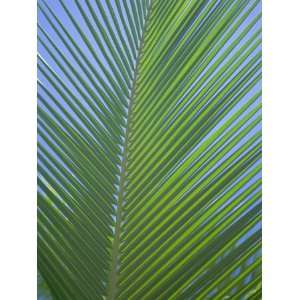 Detail of a Palm Tree Leaf (Frond), Mahe Island, Seychelles, Indian 