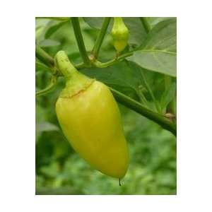  Wenks Yellow Hots Pepper Seeds Patio, Lawn & Garden
