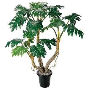  Philodendron Silk Tree 46