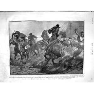   KAFFIRS PRETORIA WAR HORSE PING PONG YOLANDE ITALY