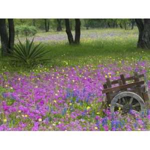  in Field of Phlox, Blue Bonnets, and Oak Trees, Near Devine, Texas 