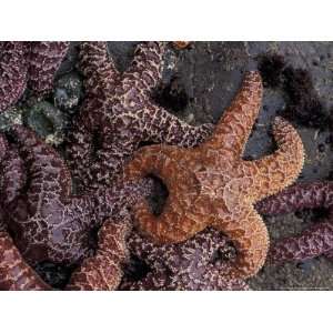 Sea Stars at Low Tide on Second Beach, Washington, USA Stretched 