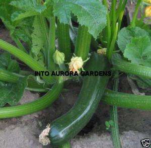 25 Black Beauty Zucchini Seeds Organic Heirloom  
