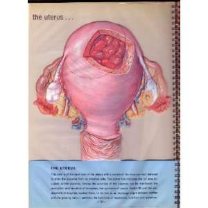  PREGNANCY in anatomical transparencies. Carnation Company Books